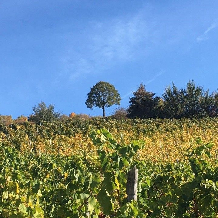 Bild von einem Baum in einem grünen Feld